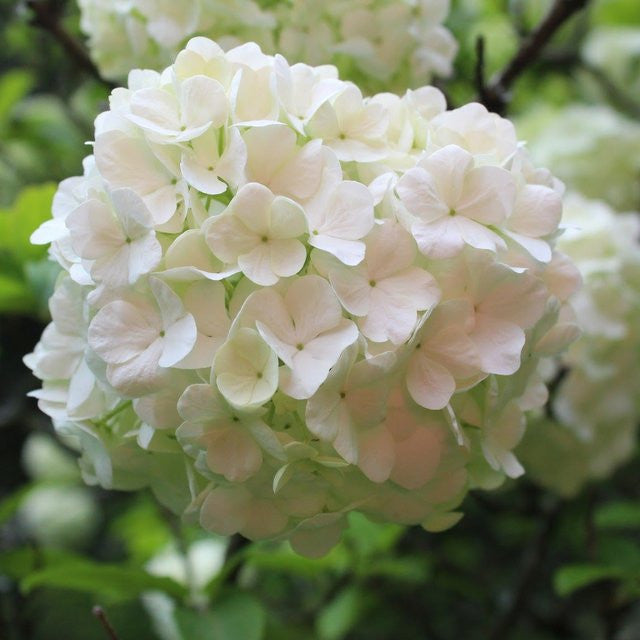 Chinese Snowball Viburnum