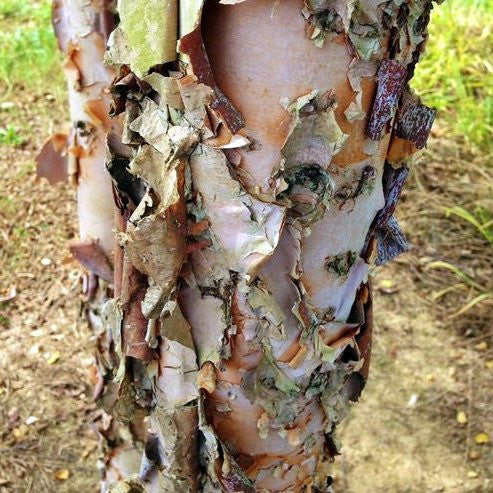 Dura Heat® River Birch