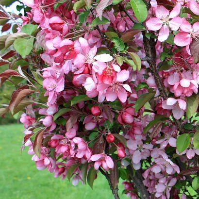Rejoice™ Crabapple
