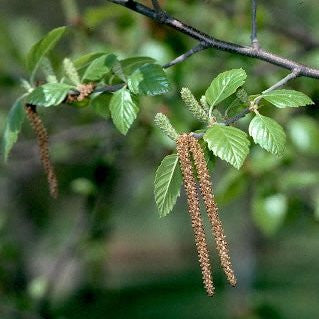Dura Heat® River Birch