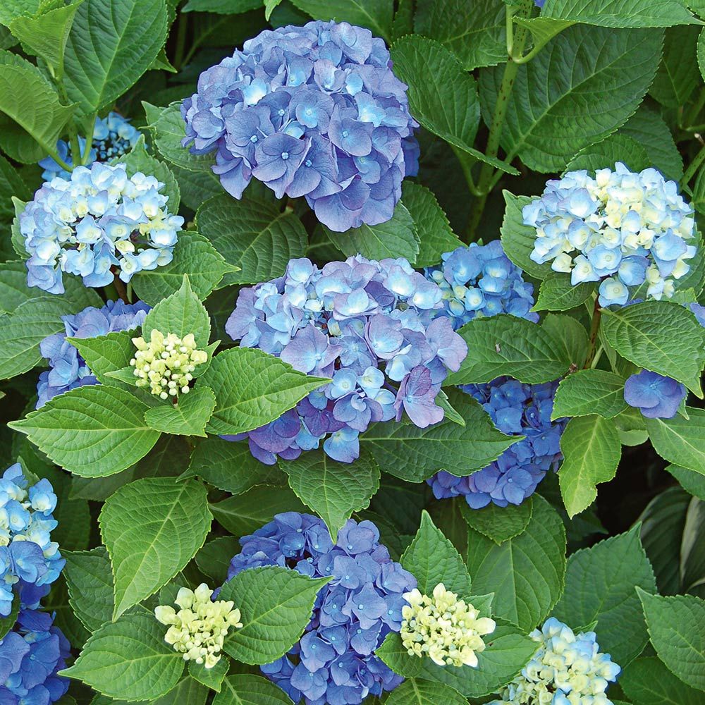 Endless Summer Original Hydrangea