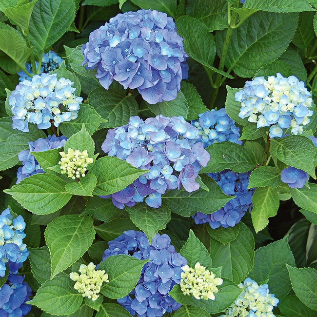 Endless Summer Original Hydrangea