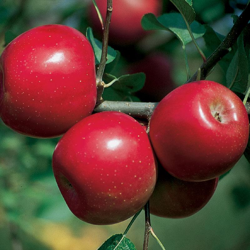 Enterprise Apple Tree