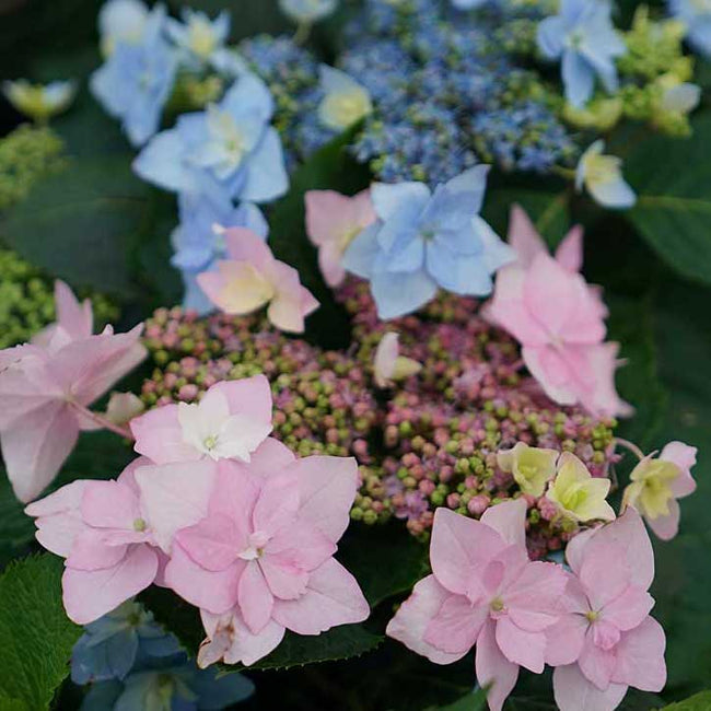 Tuff Stuff Ah-Ha® Mountain Hydrangea
