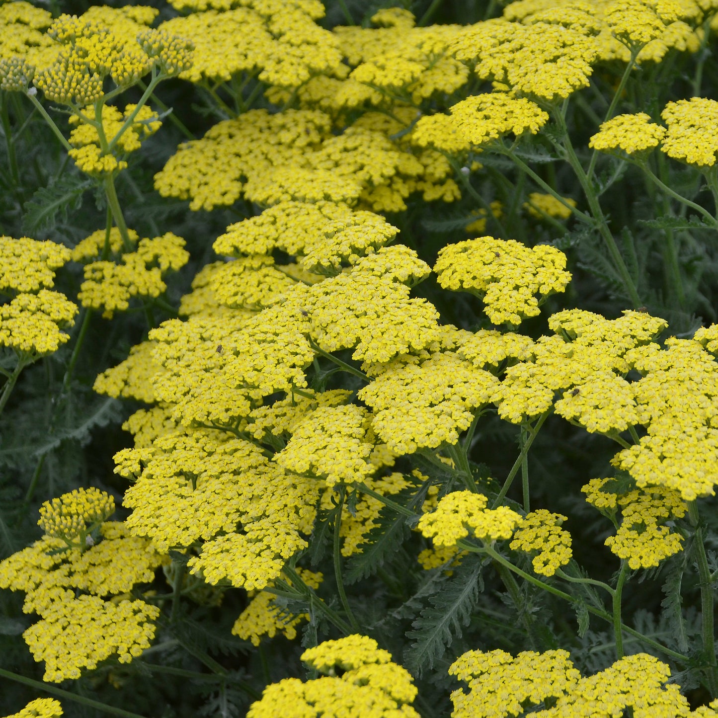 Achillea 'Sassy Summer Silver' - Yarrow