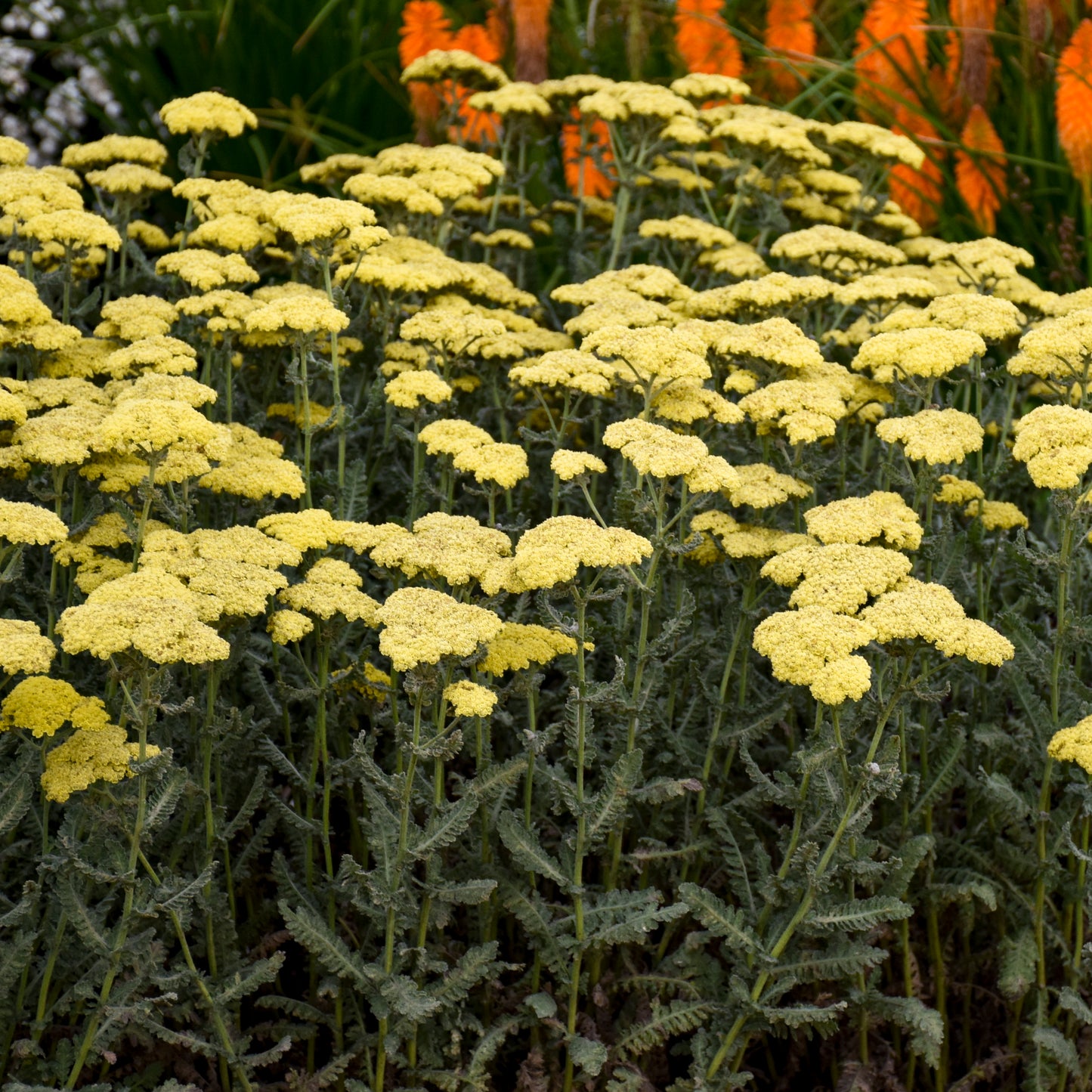 Achillea 'Sassy Summer Silver' - Yarrow