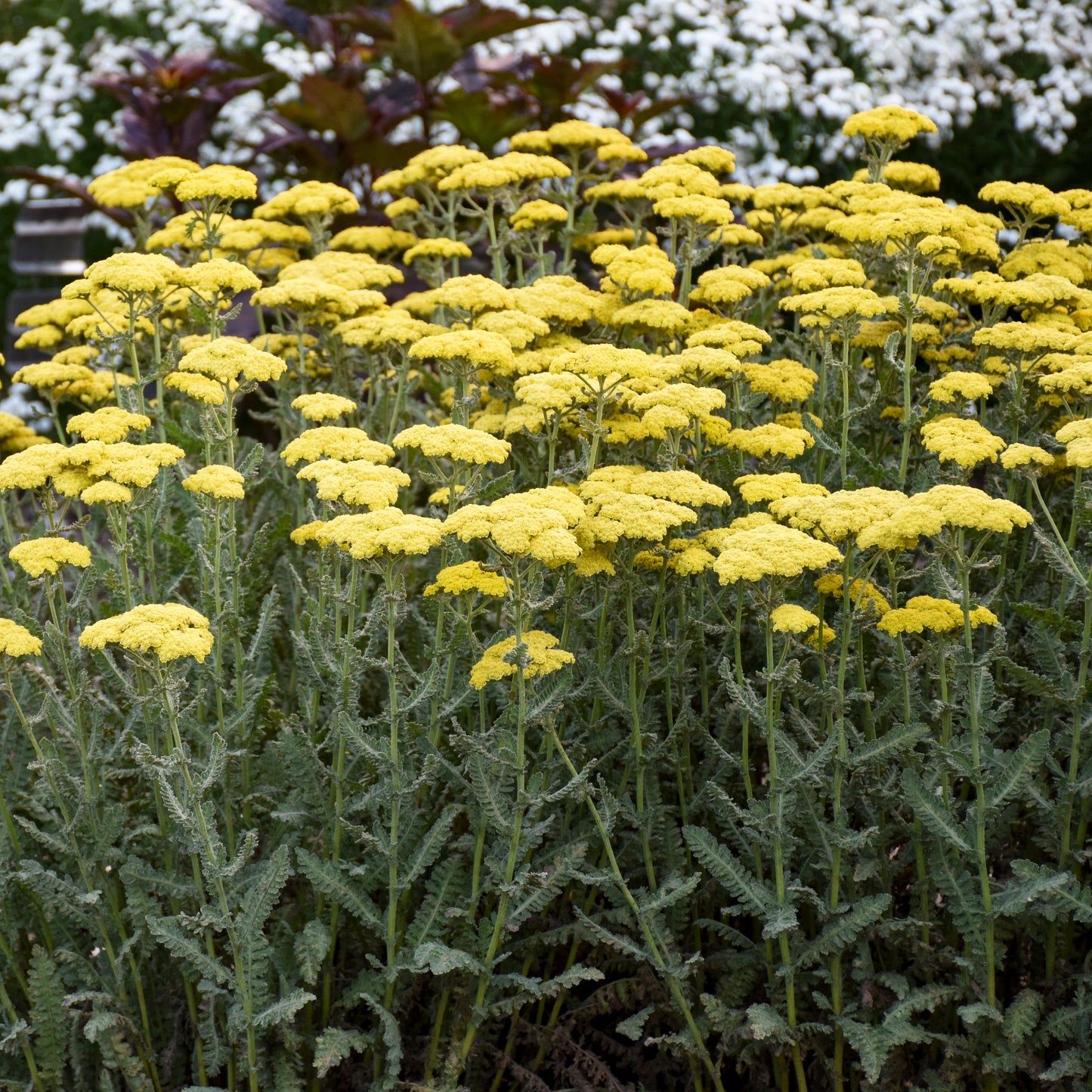 Achillea 'Sassy Summer Silver' - Yarrow