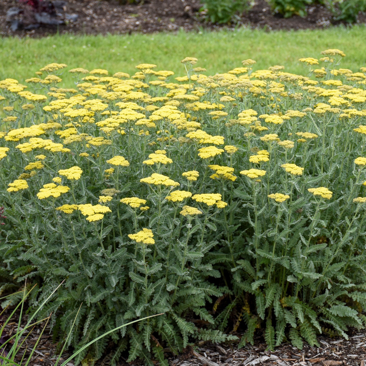 Achillea 'Sassy Summer Silver' - Yarrow