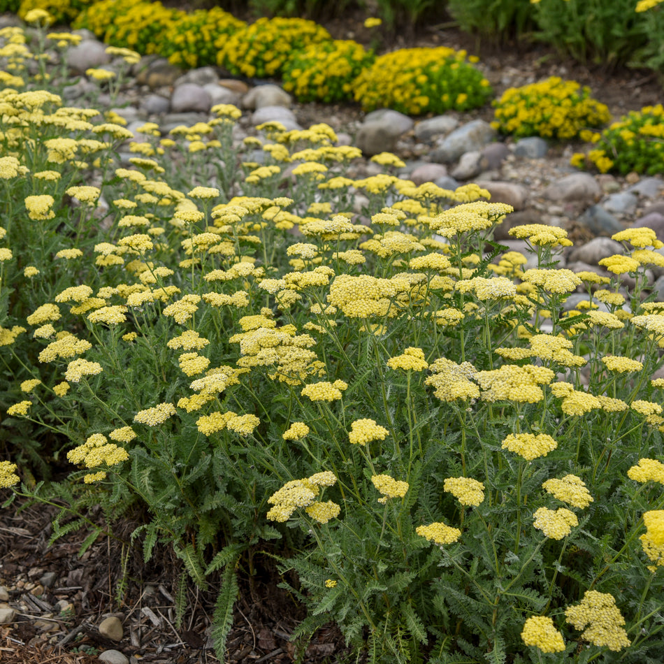 Achillea 'Sassy Summer Silver' - Yarrow