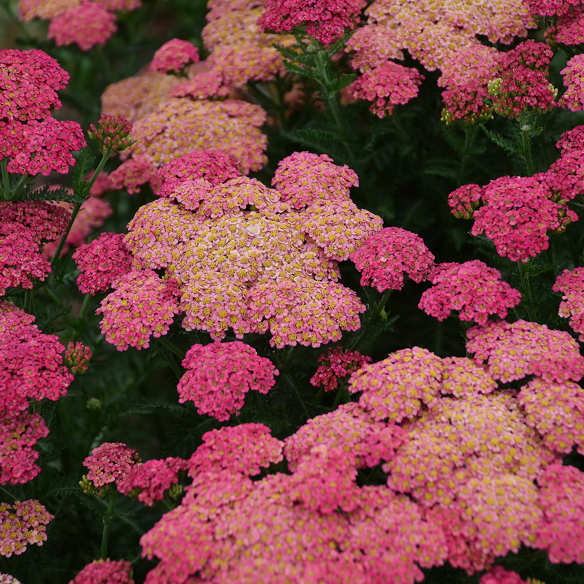 Achillea 'Sassy Summer Taffy' - Yarrow