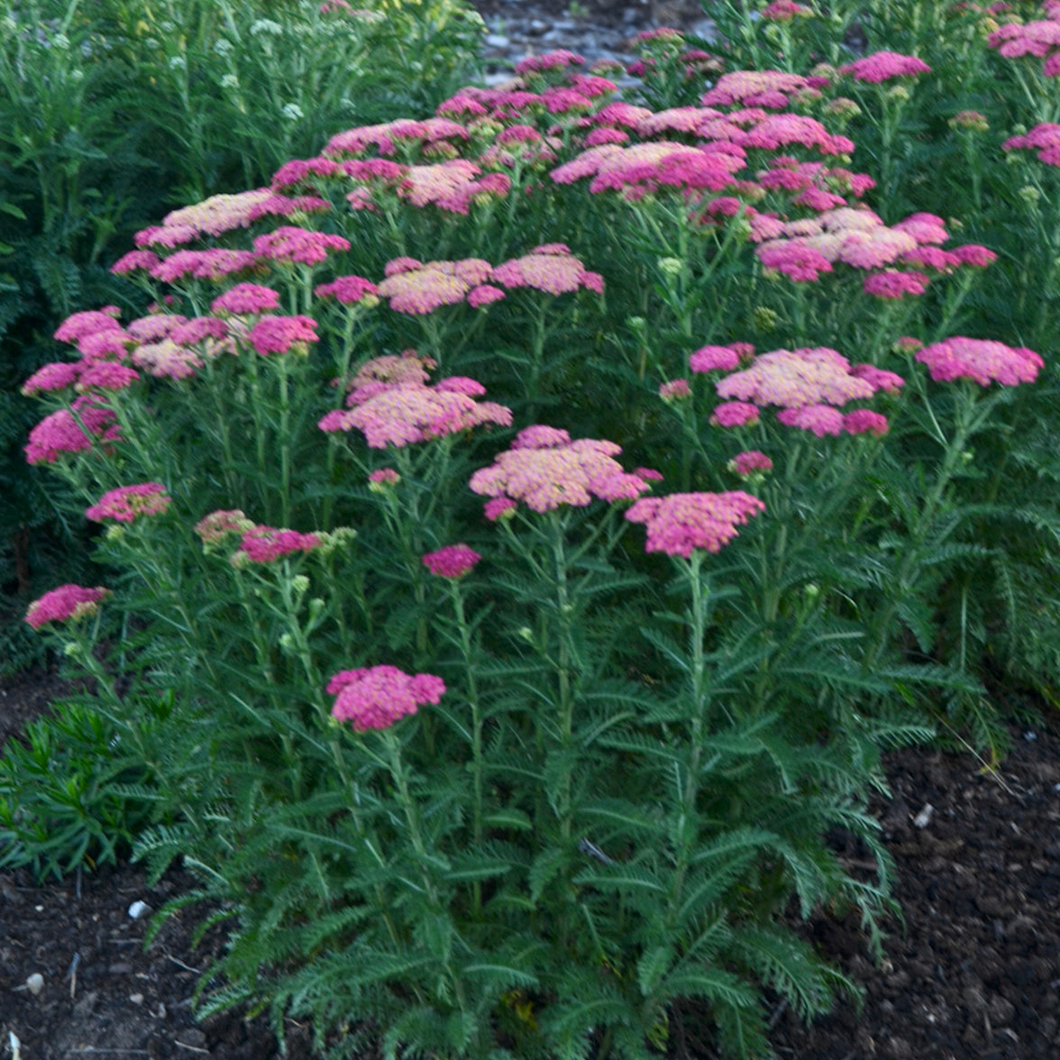 Achillea 'Sassy Summer Taffy' - Yarrow – New Blooms Nursery