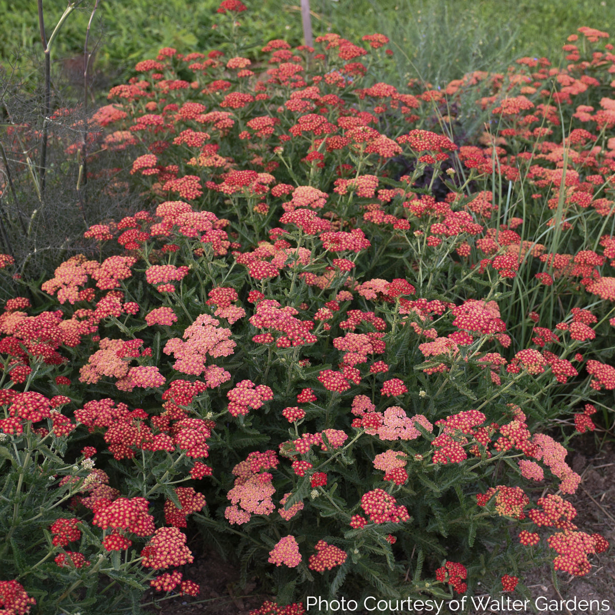 Achillea 'Sassy Summer Sangria' - Yarrow