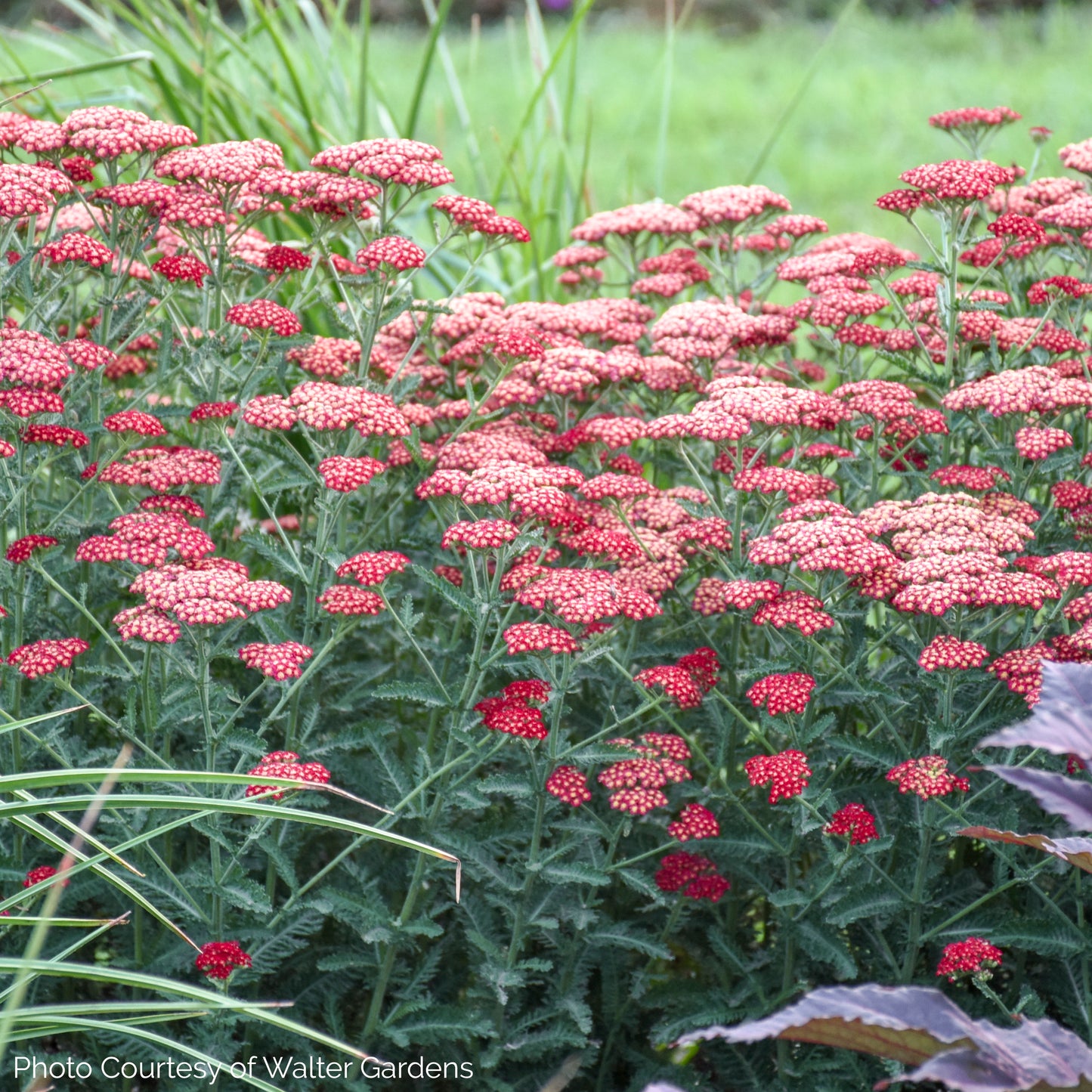 Achillea 'Sassy Summer Sangria' - Yarrow