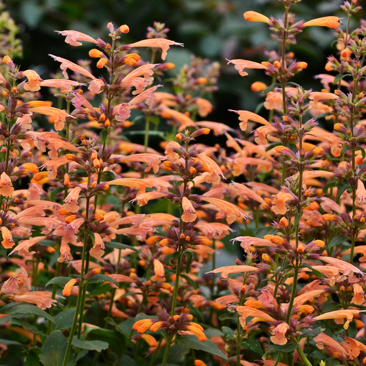 Agastache 'Mango Tango' - Anise Hyssop