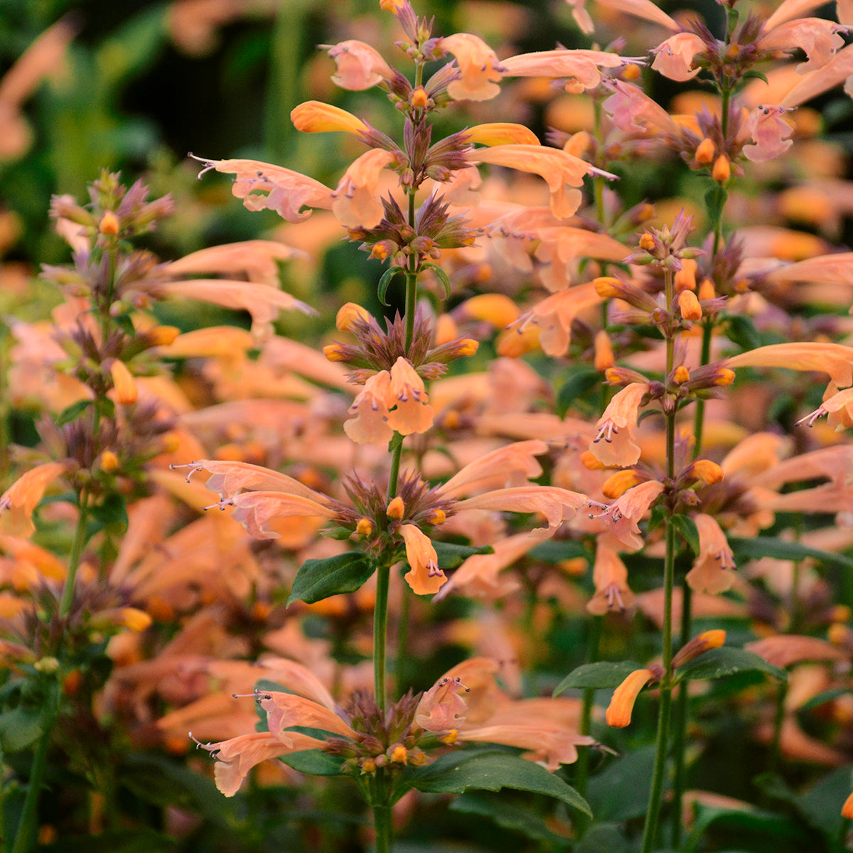 Agastache 'Mango Tango' - Anise Hyssop