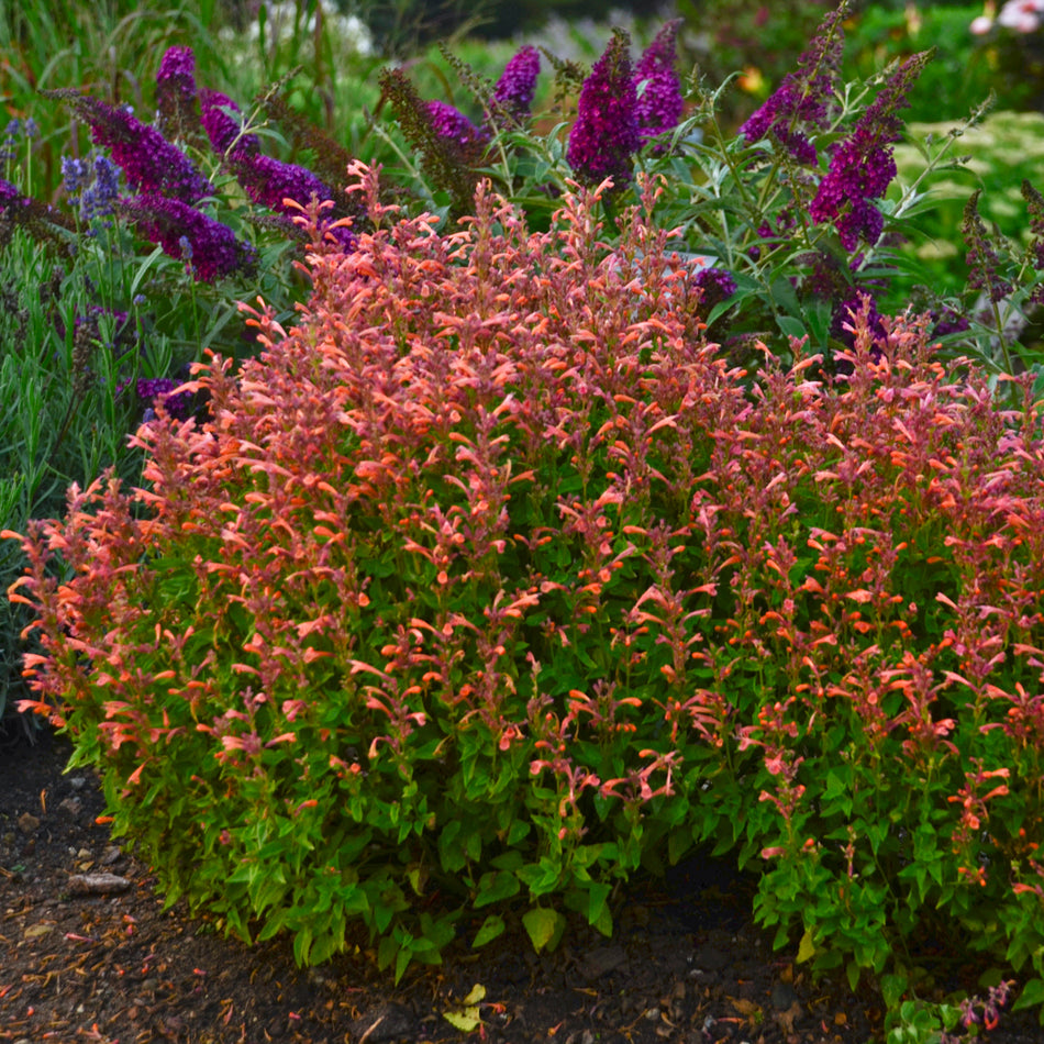 Agastache 'Mango Tango' - Anise Hyssop