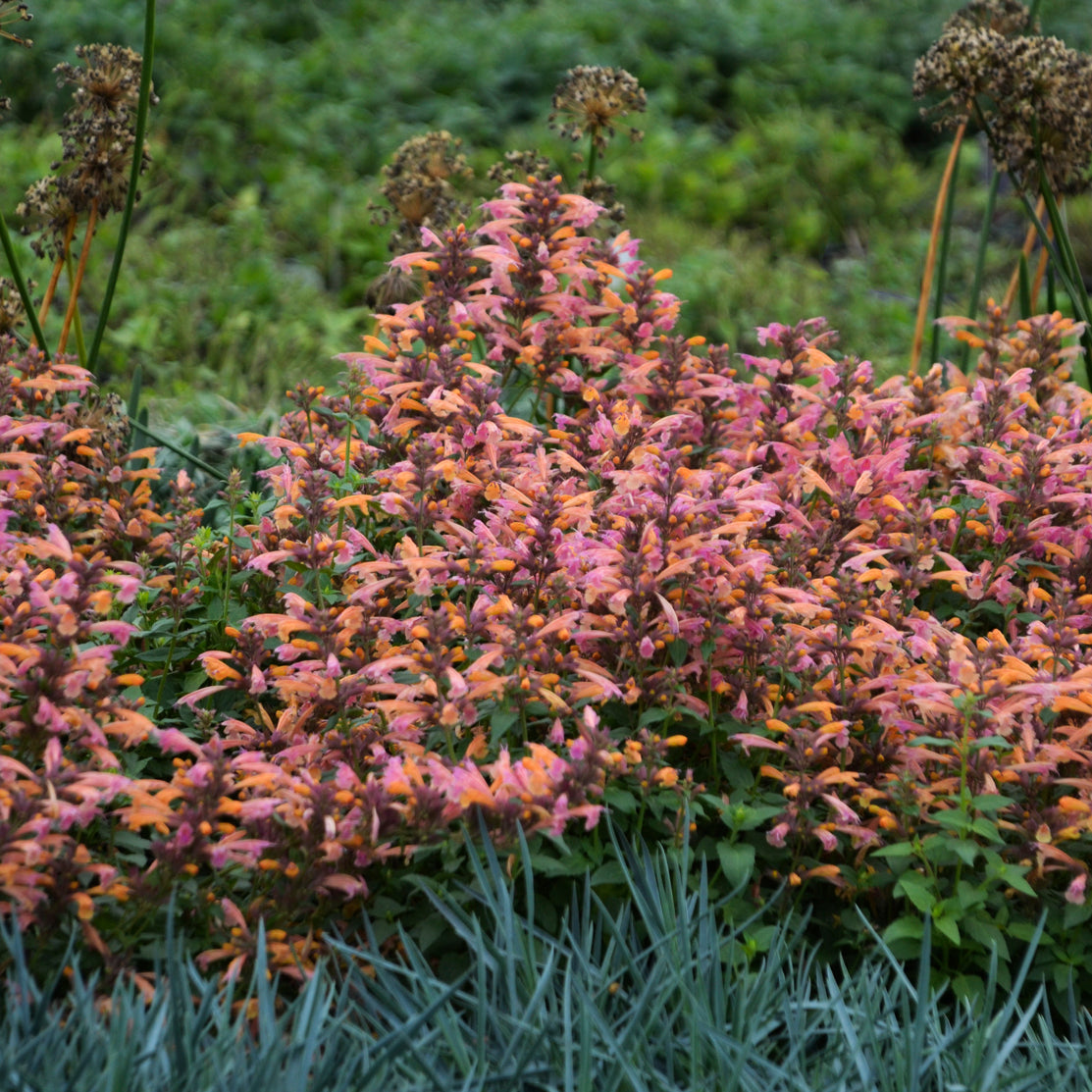 Agastache 'Mango Tango' - Anise Hyssop