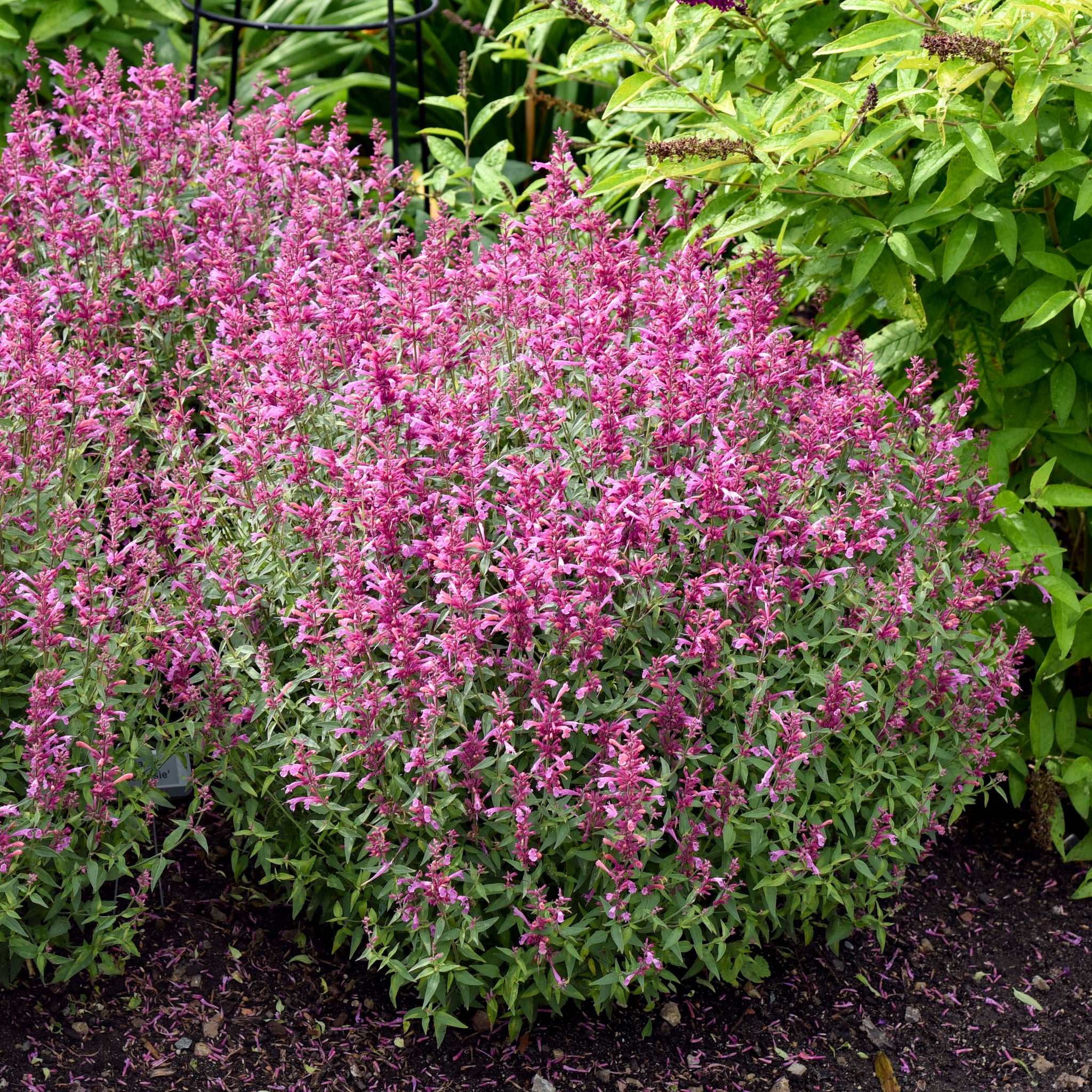 Agastache Rosie Posie Anise Hyssop New Blooms Nursery
