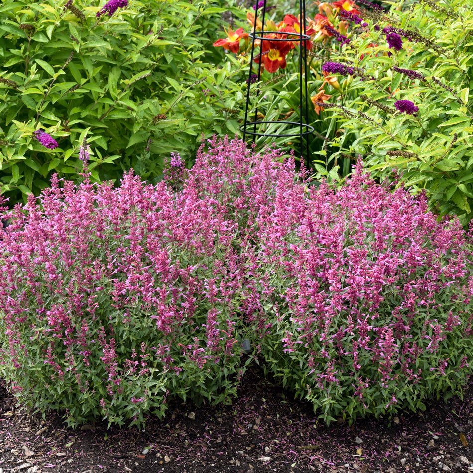 Agastache Rosie Posie - Anise Hyssop