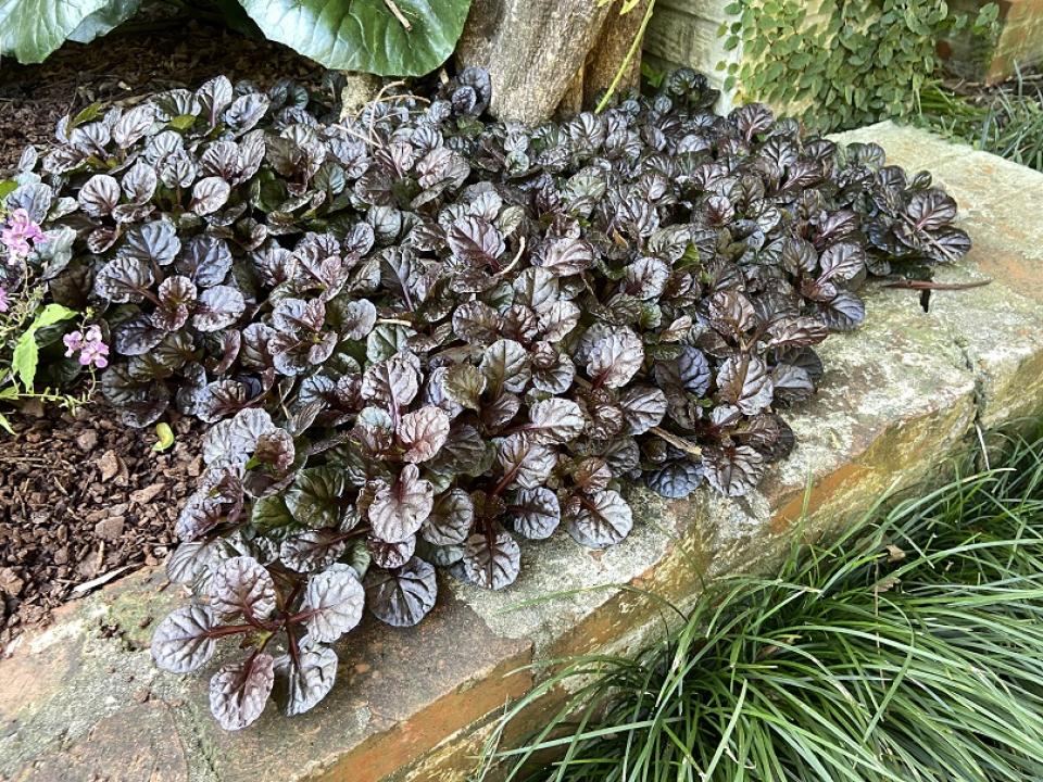 Ajuga reptans 'Black Scallop'