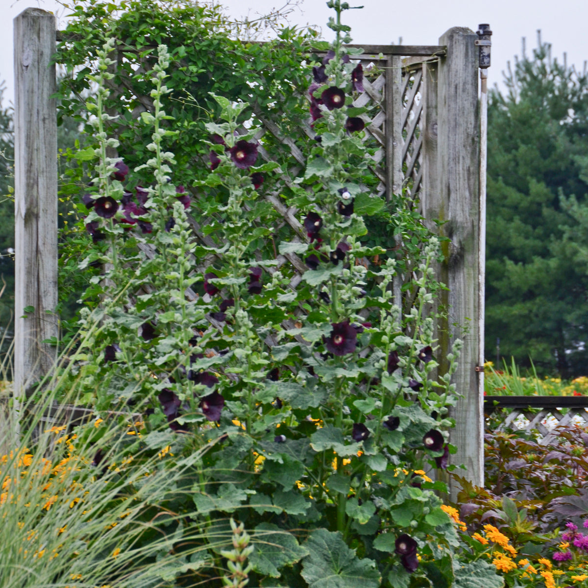 Althaea Rosa Alcea rosea 'Blacknight' - Hollyhock – New Blooms Nursery