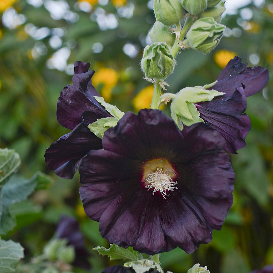 Alcea rosea 'Blacknight' - Hollyhock