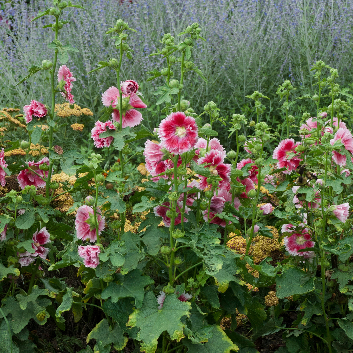 Alcea rosea 'Fiesta Time' - Hollyhock
