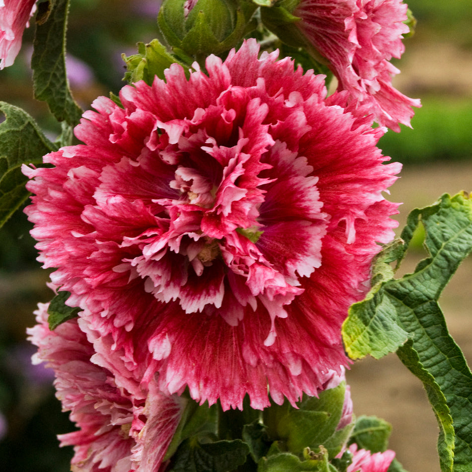 Alcea rosea 'Fiesta Time' - Hollyhock