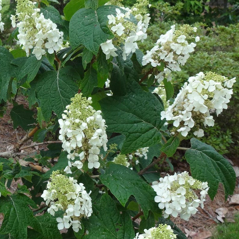 Alice Oakleaf Hydrangea – New Blooms Nursery