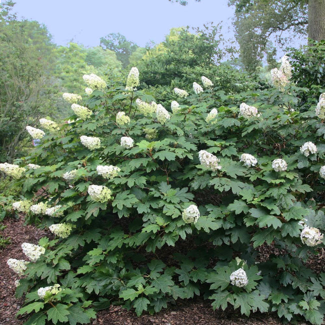 Alice Oakleaf Hydrangea