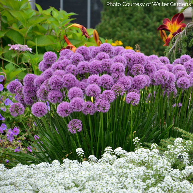 Millenium Allium in a Garden Bed