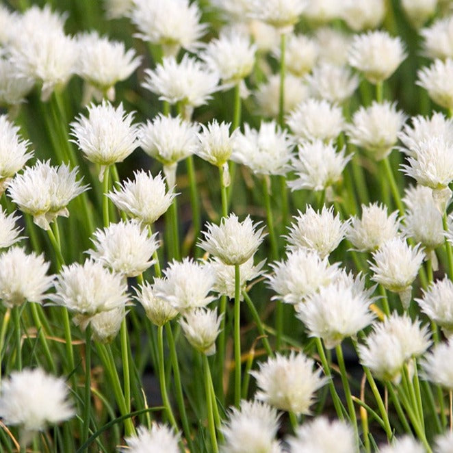 Allium schoenoprasum 'Snowcap' – New Blooms Nursery