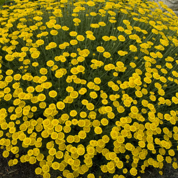 Anthemis 'Charme' - Dwarf Golden Marguerite