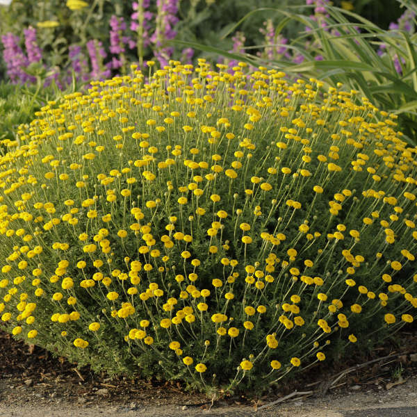 Anthemis 'Charme' - Dwarf Golden Marguerite