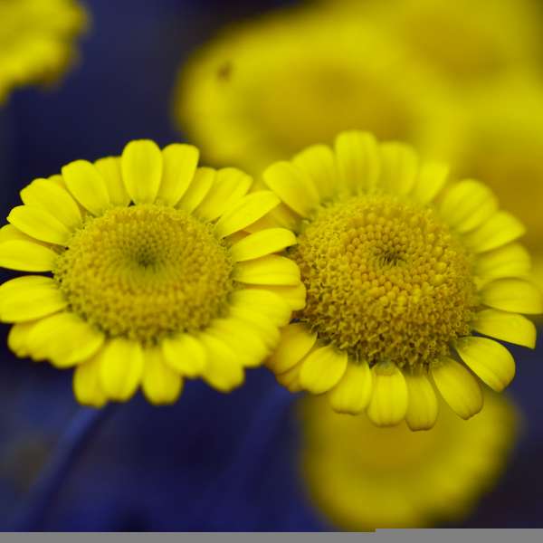Anthemis 'Charme' - Dwarf Golden Marguerite