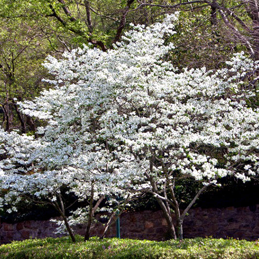 Appalachian Spring Dogwood in Bloom