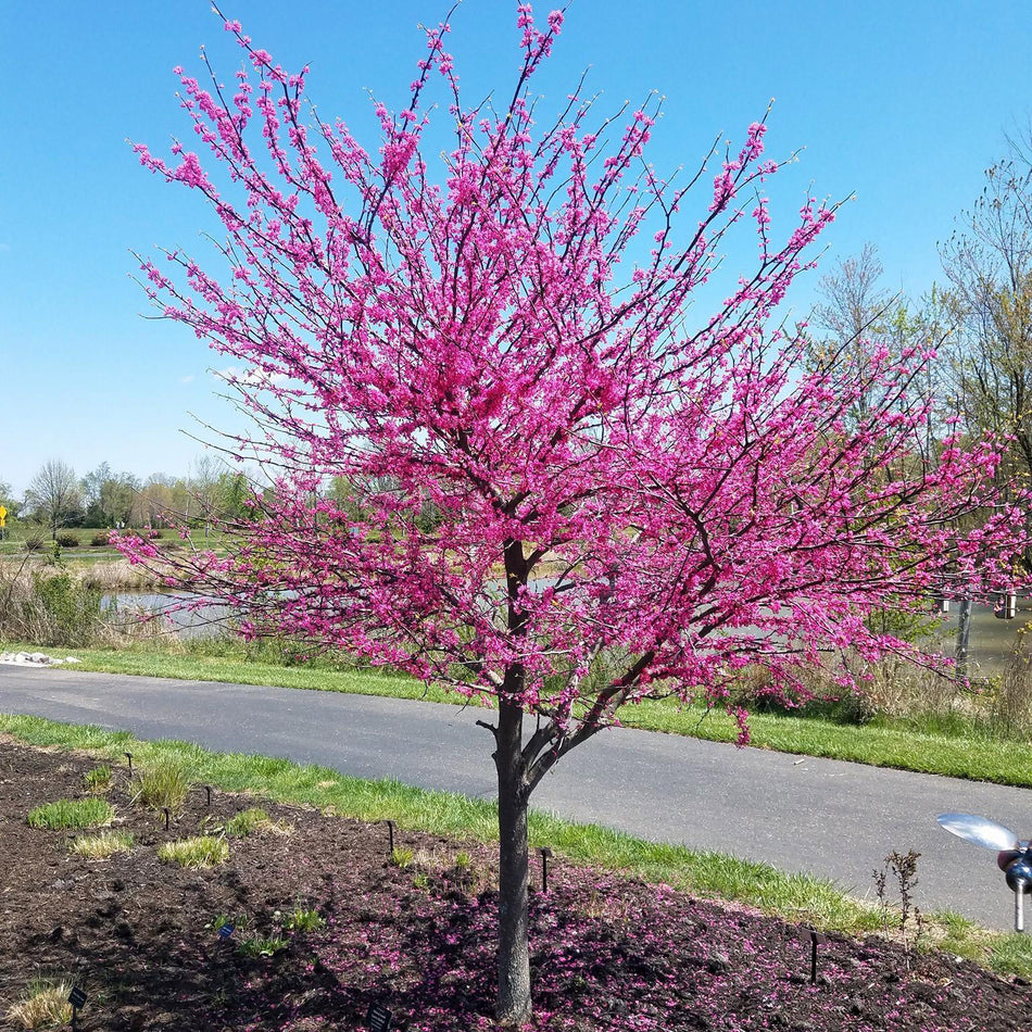 Pink Pom Poms Redbud - Cercis