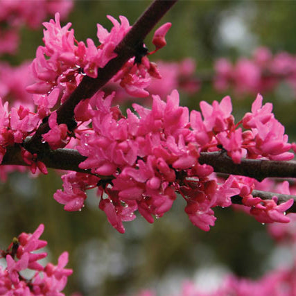 Appalachian Red Redbud