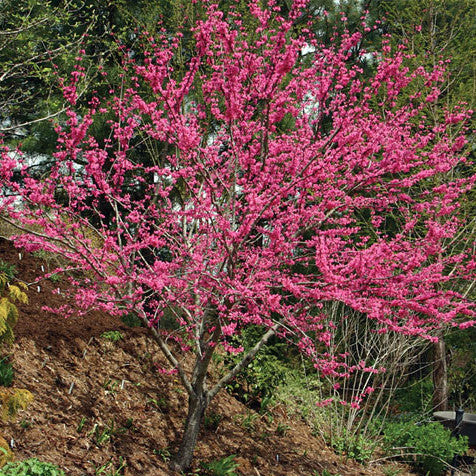 Appalachian Red Redbud
