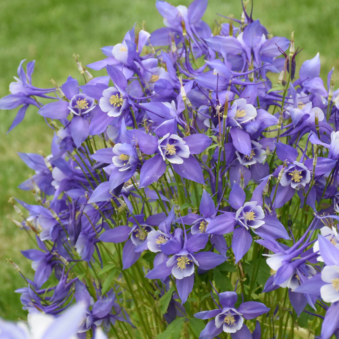 Aquilegia caerulea KIRIGAMI™ Mix