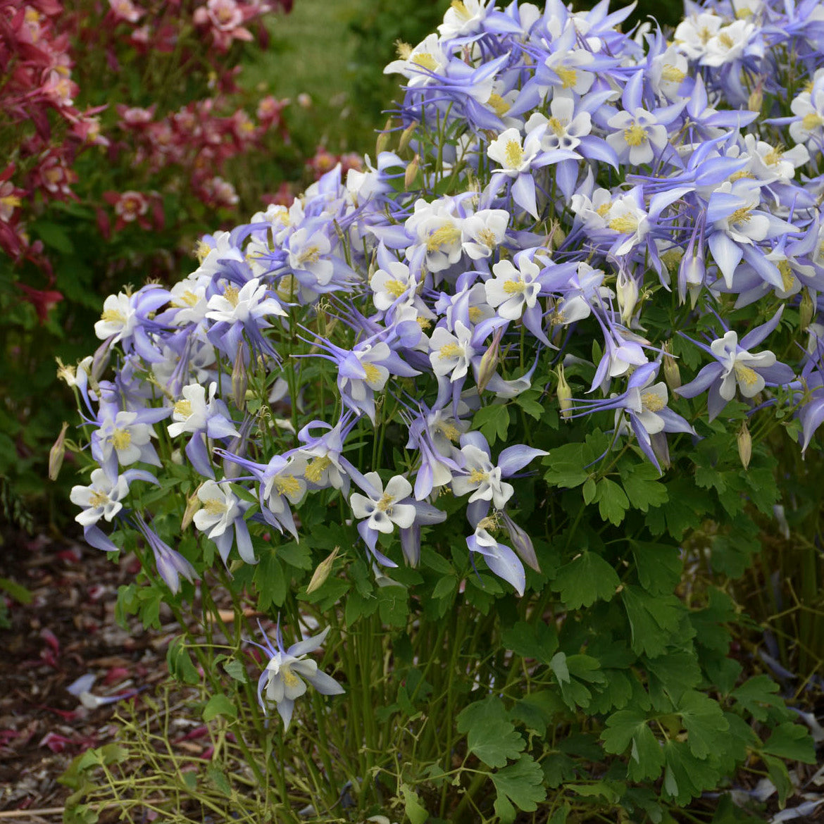 Aquilegia caerulea KIRIGAMI™ Mix