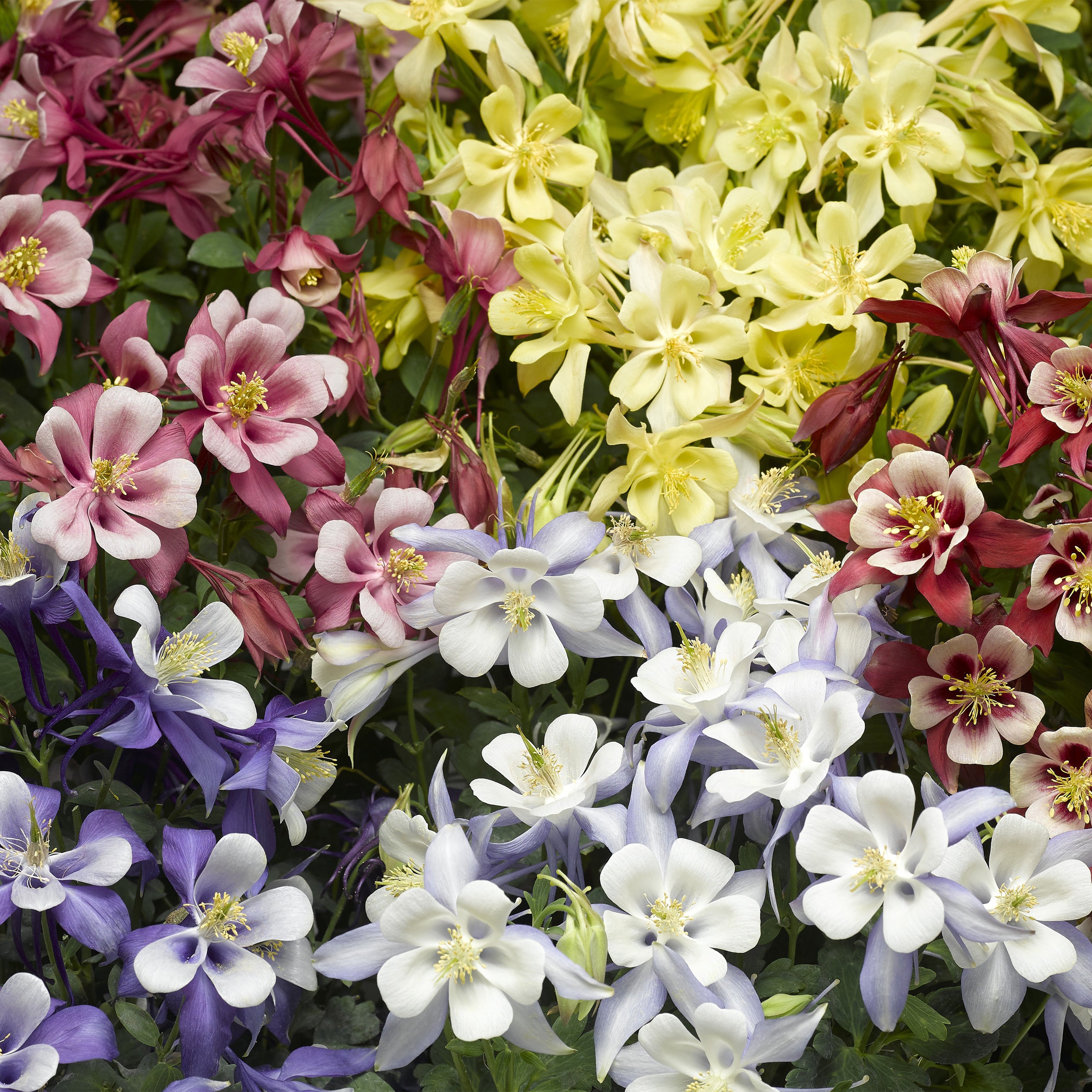 Aquilegia caerulea KIRIGAMI™ Mix – New Blooms Nursery