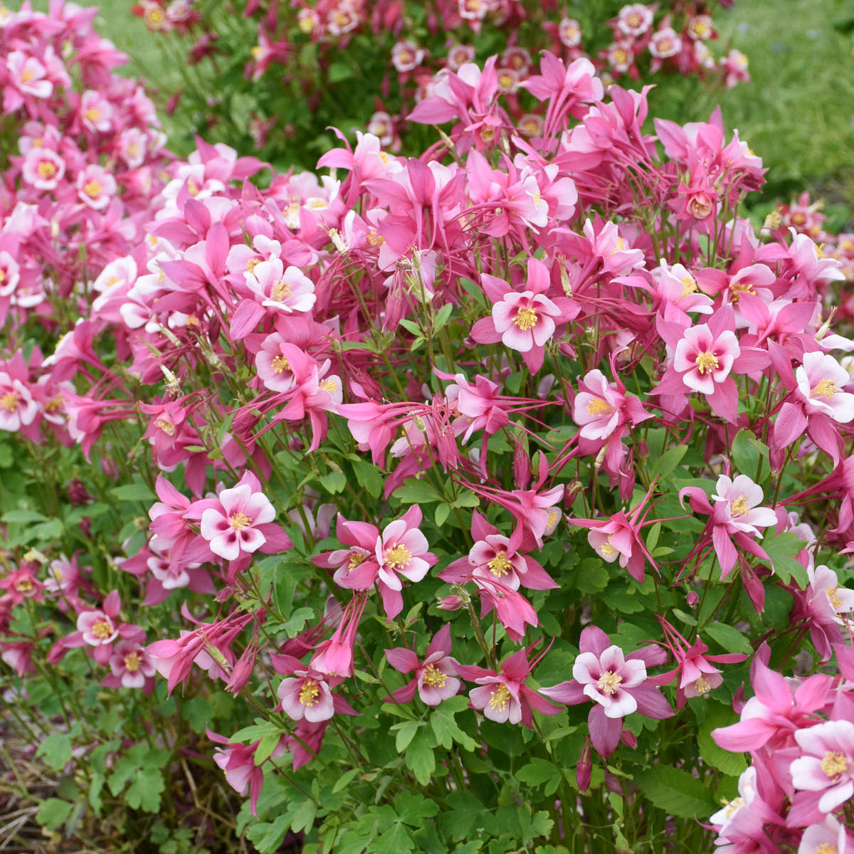 Aquilegia caerulea KIRIGAMI™ Mix