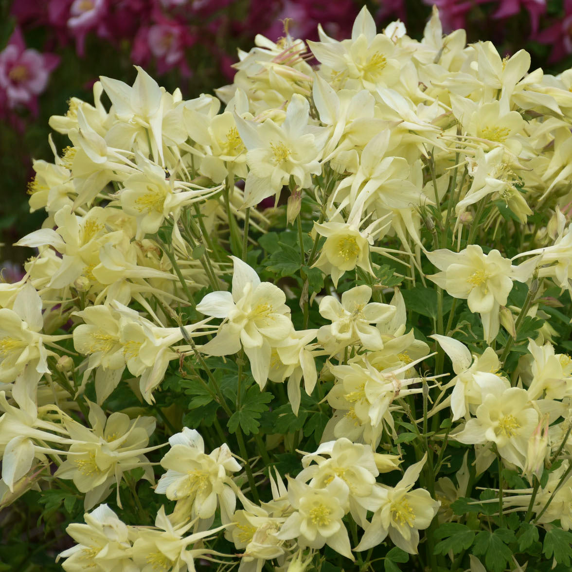 Aquilegia caerulea KIRIGAMI™ Mix