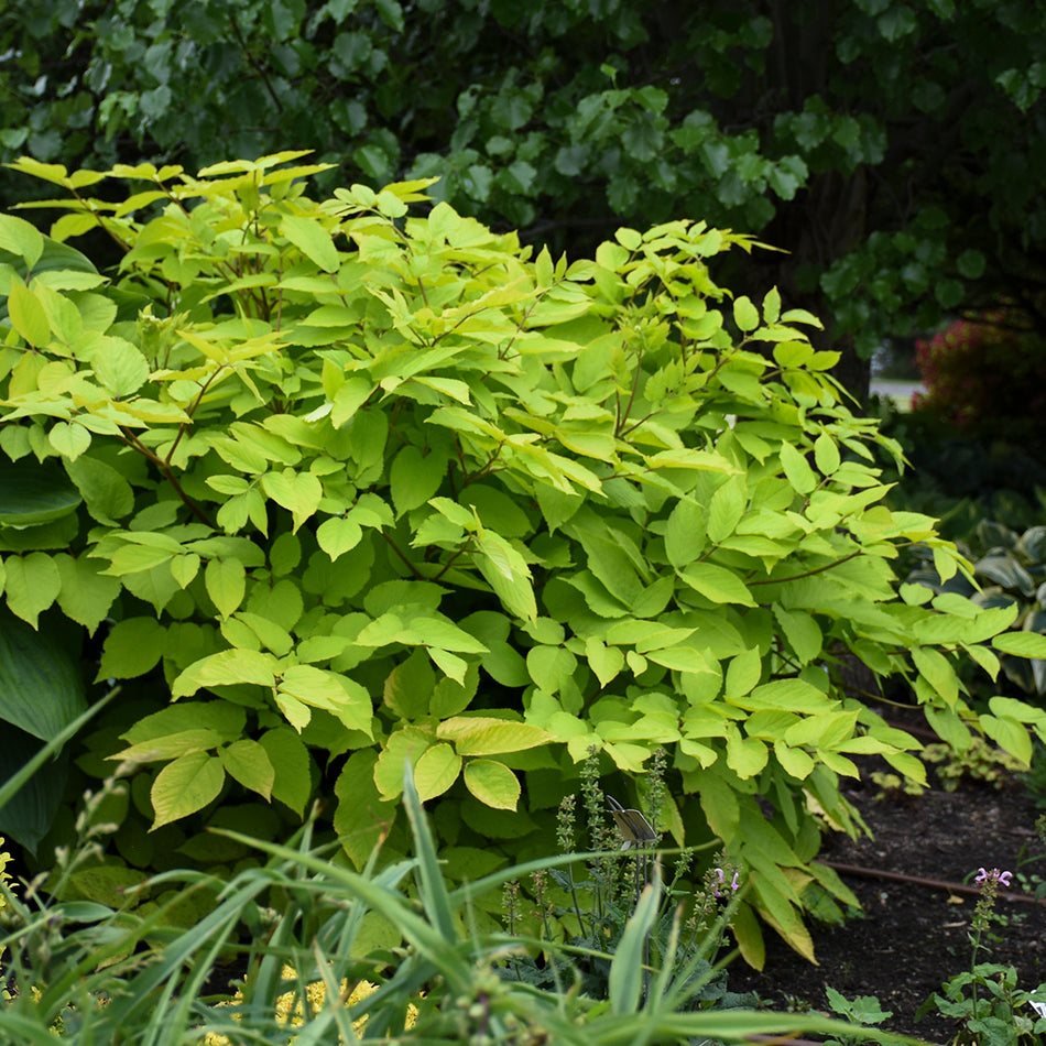 Aralia cordata Sun King