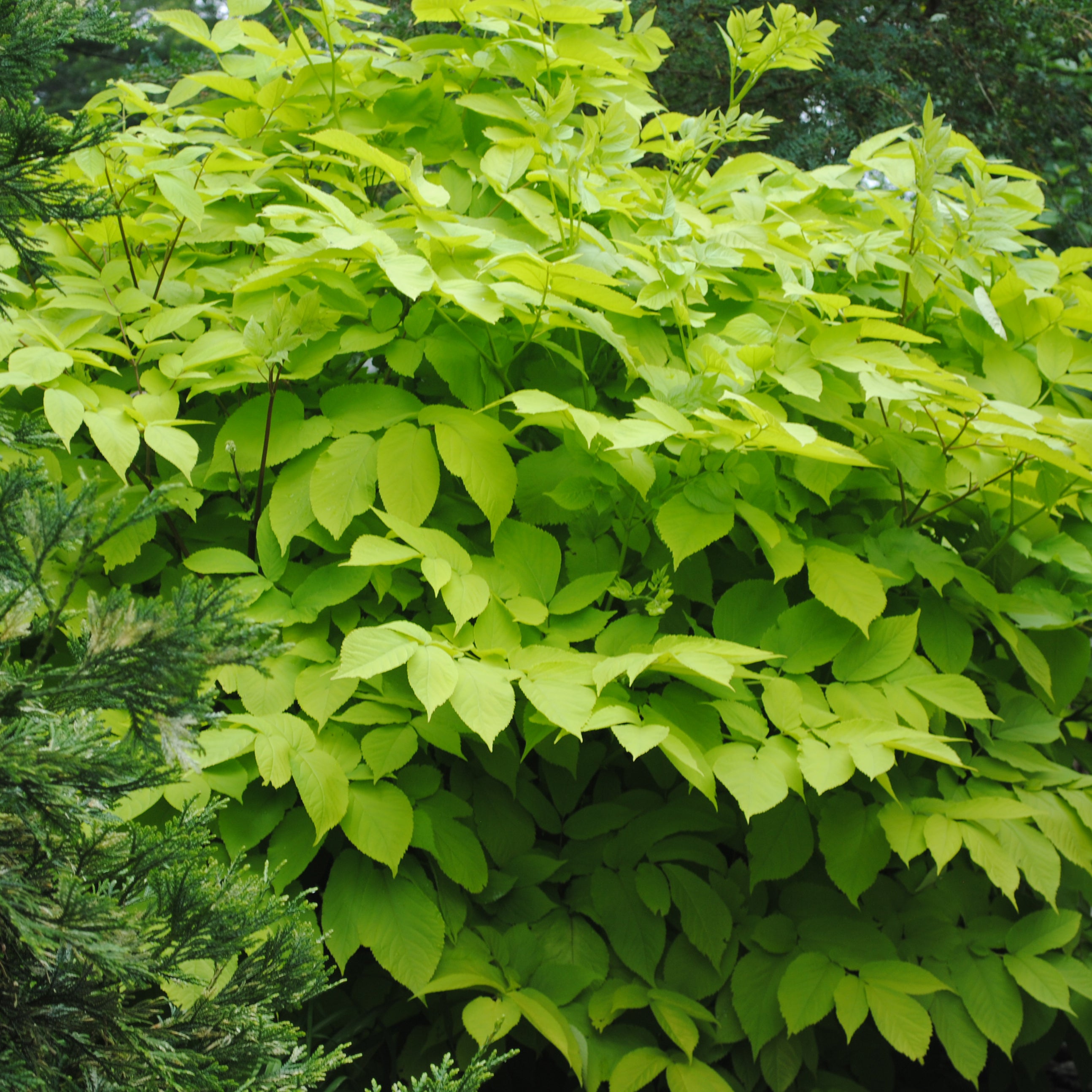 New Blooms Nursery Aralia cordata Sun King - Thumbnail 2