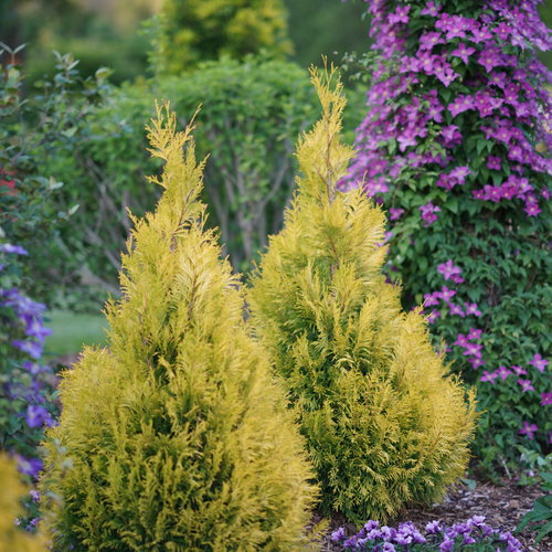 Fluffy® Western Arborvitae