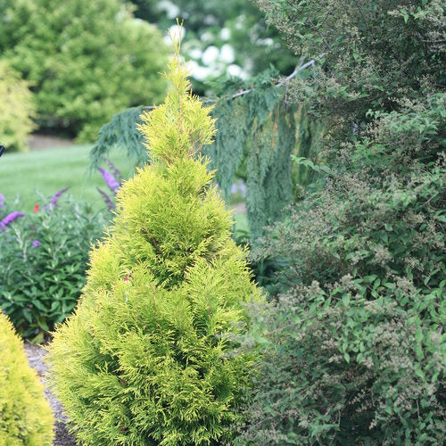 Fluffy® Western Arborvitae