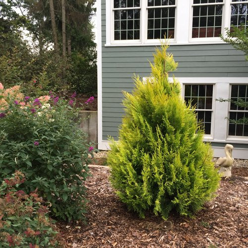Fluffy® Western Arborvitae