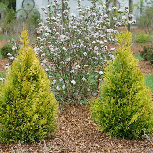 Fluffy® Western Arborvitae